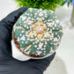 Custom Order- We’ll send you the exact live plant pictured (T4) (b1) | NEVADA Plant Seller | 3" Pot