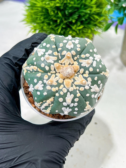 Custom Order- We’ll send you the exact live plant pictured (T4) (b1) | NEVADA Plant Seller | 3" Pot