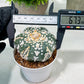 Custom Order- We’ll send you the exact live plant pictured (T4) (b1) | NEVADA Plant Seller | 3" Pot