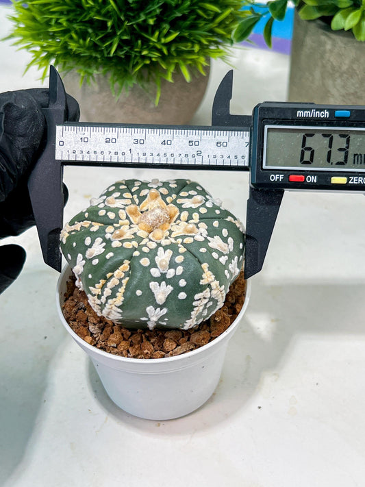 Custom Order- We’ll send you the exact live plant pictured (T4) (b1) | NEVADA Plant Seller | 3" Pot
