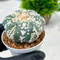 Custom Order- We’ll send you the exact live plant pictured (T4) (b1) | NEVADA Plant Seller | 3" Pot
