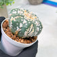 Custom Order- We’ll send you the exact live plant pictured (T4) (b1) | NEVADA Plant Seller | 3" Pot