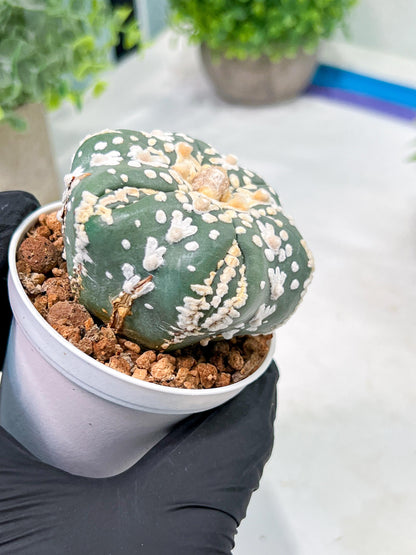 Custom Order- We’ll send you the exact live plant pictured (T4) (b1) | NEVADA Plant Seller | 3" Pot