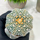Custom Order- We’ll send you the exact live plant pictured (T4) (b2) | USA Plant Seller | 3" Pot