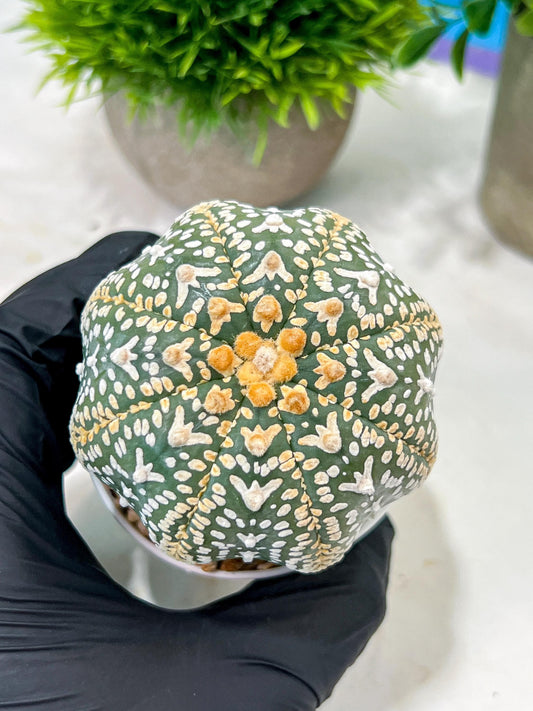 Custom Order- We’ll send you the exact live plant pictured (T4) (b2) | USA Plant Seller | 3" Pot