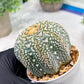 Custom Order- We’ll send you the exact live plant pictured (T4) (b2) | USA Plant Seller | 3" Pot