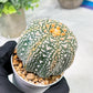 Custom Order- We’ll send you the exact live plant pictured (T4) (b2) | USA Plant Seller | 3" Pot