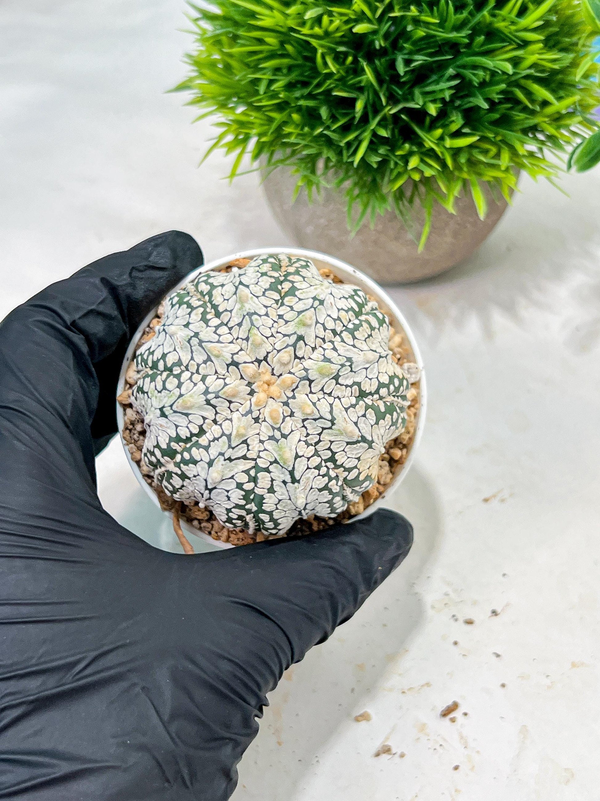 Custom Order- We’ll send you the exact live plant pictured (T4) (b3) | Las Vegas Plant Seller | 3" Pot