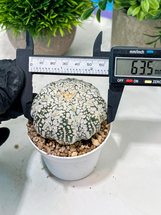 Custom Order- We’ll send you the exact live plant pictured (T4) (b3) | Las Vegas Plant Seller | 3" Pot