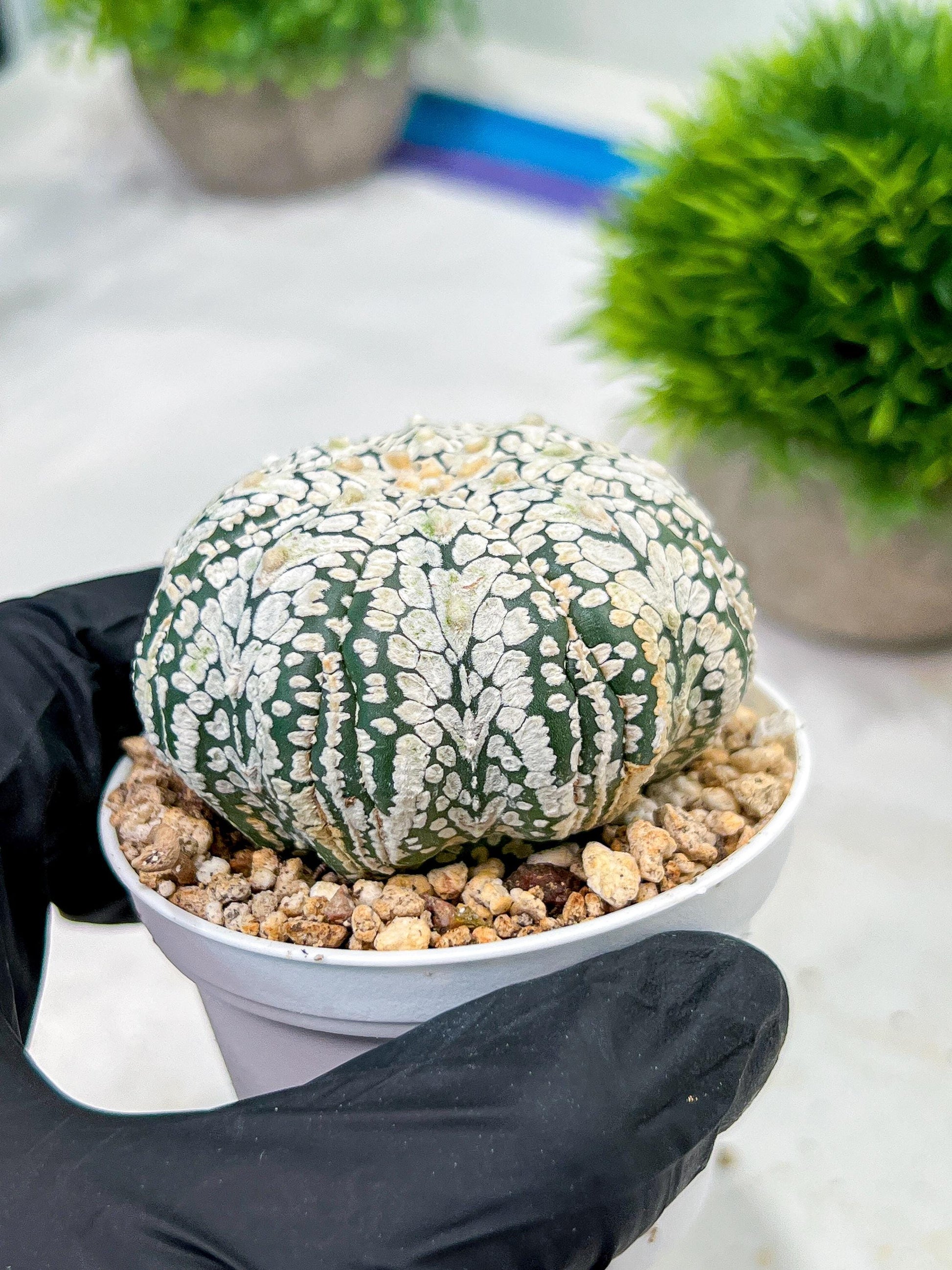 Custom Order- We’ll send you the exact live plant pictured (T4) (b3) | Las Vegas Plant Seller | 3" Pot
