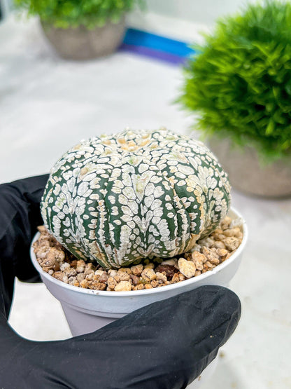 Custom Order- We’ll send you the exact live plant pictured (T4) (b3) | Las Vegas Plant Seller | 3" Pot