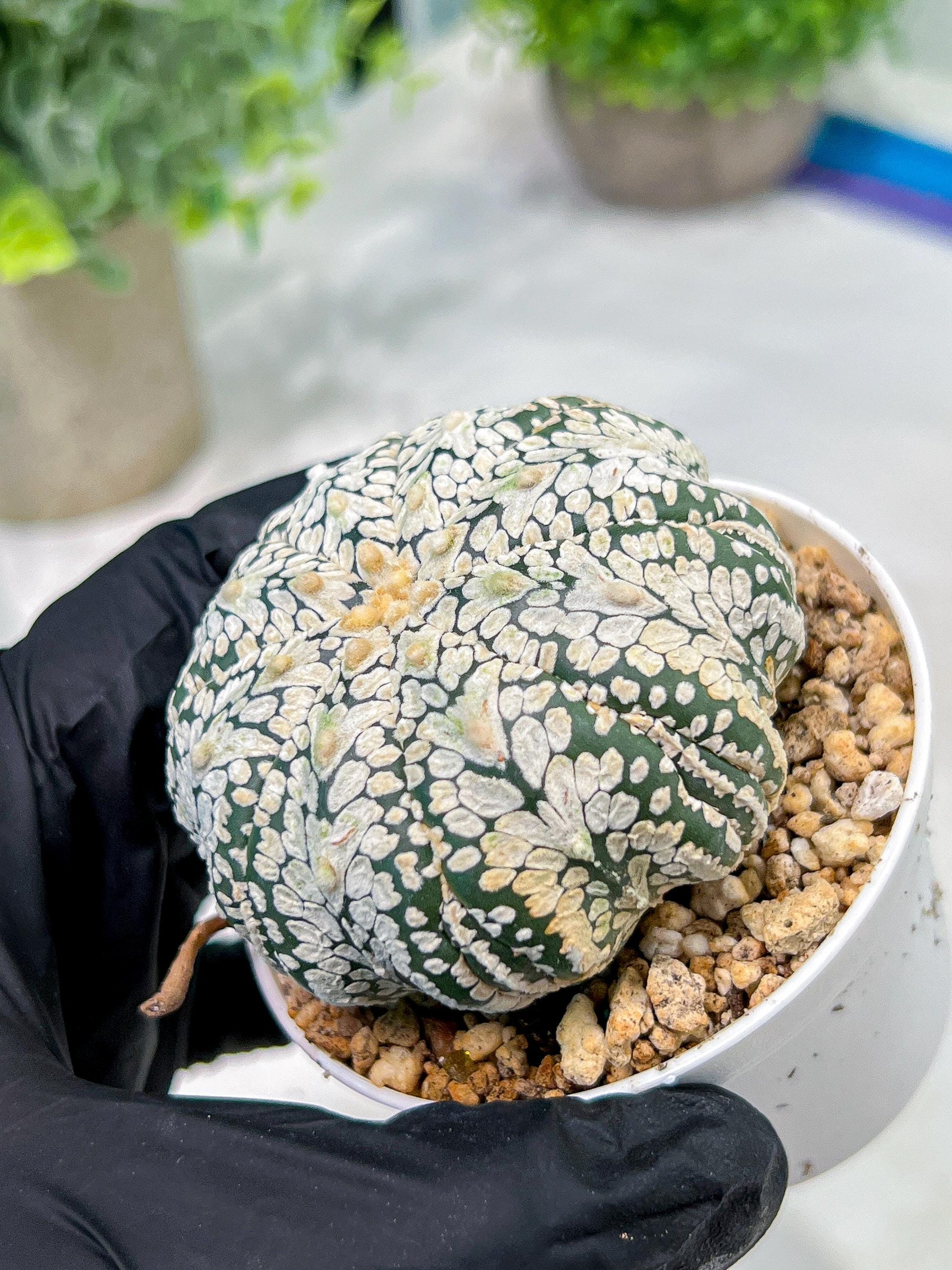 Custom Order- We’ll send you the exact live plant pictured (T4) (b3) | Las Vegas Plant Seller | 3" Pot
