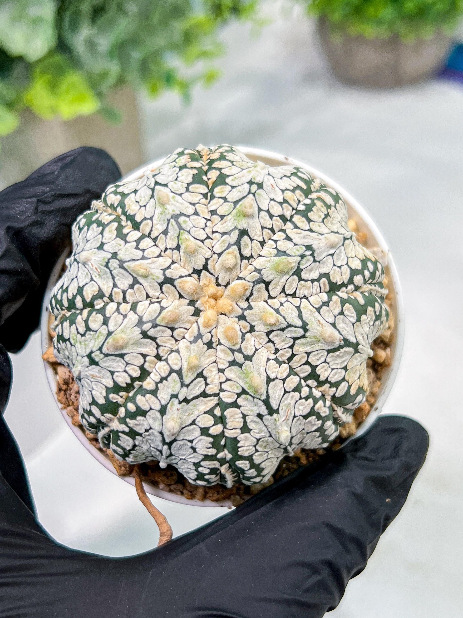 Custom Order- We’ll send you the exact live plant pictured (T4) (b3) | Las Vegas Plant Seller | 3" Pot