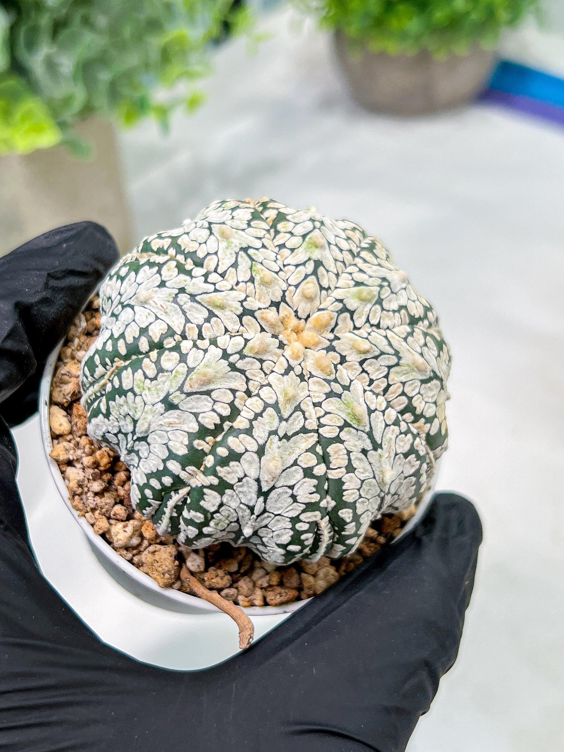 Custom Order- We’ll send you the exact live plant pictured (T4) (b3) | Las Vegas Plant Seller | 3" Pot
