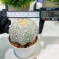 Custom Order- We’ll send you the exact live plant pictured (T4) (b4) | Vegas Plant Shop | 3" Pot