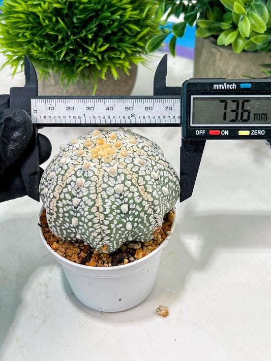 Custom Order- We’ll send you the exact live plant pictured (T4) (b4) | Vegas Plant Shop | 3" Pot