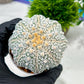 Custom Order- We’ll send you the exact live plant pictured (T4) (b4) | Vegas Plant Shop | 3" Pot