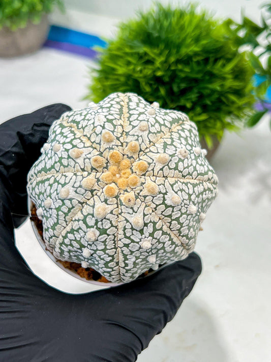 Custom Order- We’ll send you the exact live plant pictured (T4) (b4) | Vegas Plant Shop | 3" Pot