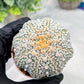 Custom Order- We’ll send you the exact live plant pictured (T4) (b4) | Vegas Plant Shop | 3" Pot