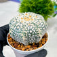 Custom Order- We’ll send you the exact live plant pictured (T4) (b5) | USA Plant SHOP | 3" Pot