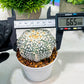 Custom Order- We’ll send you the exact live plant pictured (T4) (b5) | USA Plant SHOP | 3" Pot