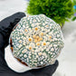 Custom Order- We’ll send you the exact live plant pictured (T4) (b5) | USA Plant SHOP | 3" Pot