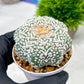 Custom Order- We’ll send you the exact live plant pictured (T4) (b6) | Ship from USA | 3" Pot