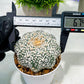 Custom Order- We’ll send you the exact live plant pictured (T4) (b6) | Ship from USA | 3" Pot