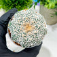Custom Order- We’ll send you the exact live plant pictured (T4) (b6) | Ship from USA | 3" Pot