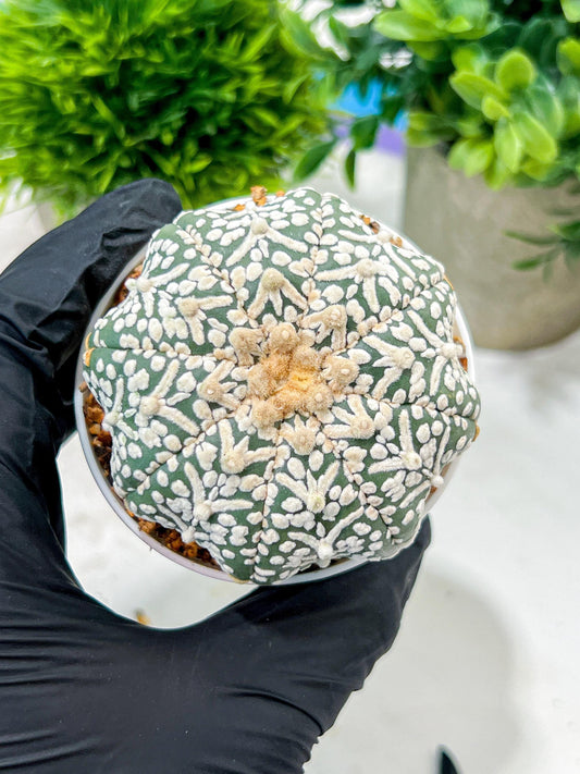 Custom Order- We’ll send you the exact live plant pictured (T4) (b6) | Ship from USA | 3" Pot