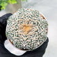 Custom Order- We’ll send you the exact live plant pictured (T4) (b6) | Ship from USA | 3" Pot