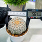 Custom Order- We’ll send you the exact live plant pictured (T4) (b7) | Las Vegas Seller | 3" Pot