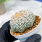 Custom Order- We’ll send you the exact live plant pictured (T4) (b7) | Las Vegas Seller | 3" Pot