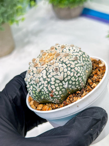 Custom Order- We’ll send you the exact live plant pictured (T4) (b7) | Las Vegas Seller | 3" Pot