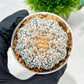 Custom Order- We’ll send you the exact live plant pictured (T4) (b7) | Las Vegas Seller | 3" Pot