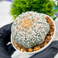 Custom Order- We’ll send you the exact live plant pictured (T4) (b7) | Las Vegas Seller | 3" Pot