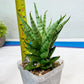 Sansevieria Tesya (#Ba12) | Imported Plants