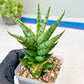 Sansevieria Tesya (#Ba12) | Imported Plants