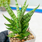 Sansevieria Tesya (#Ba12) | Imported Plants