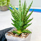 Sansevieria Tesya (#Ba12) | Imported Plants