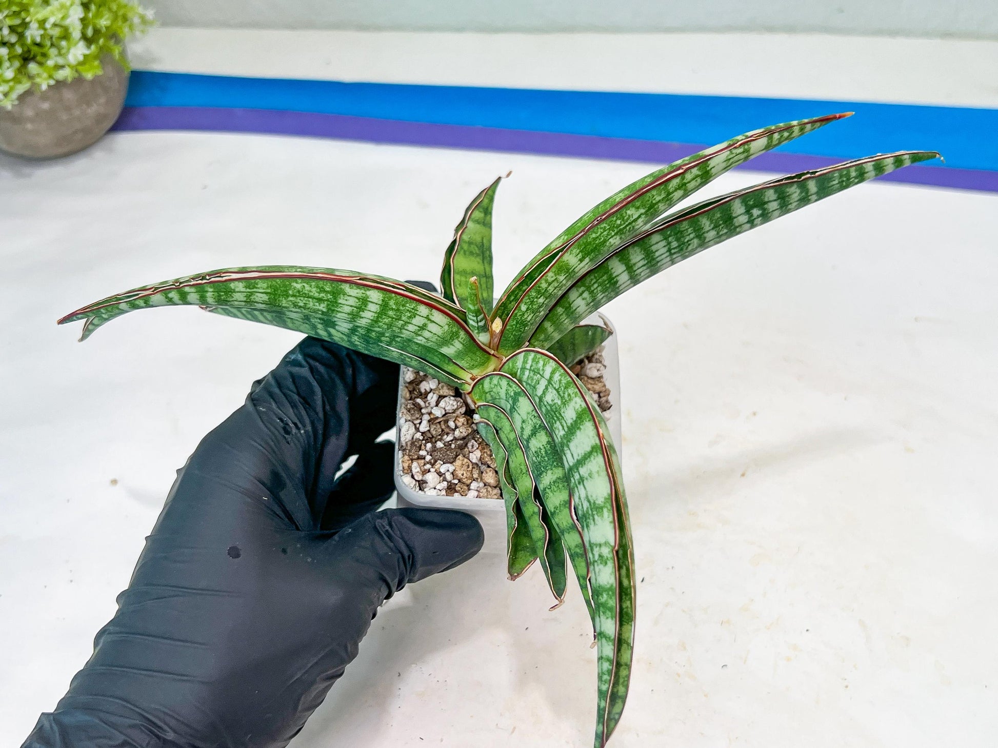 Sansevieria Lady Gaga (#Ba27) | Imported Plants