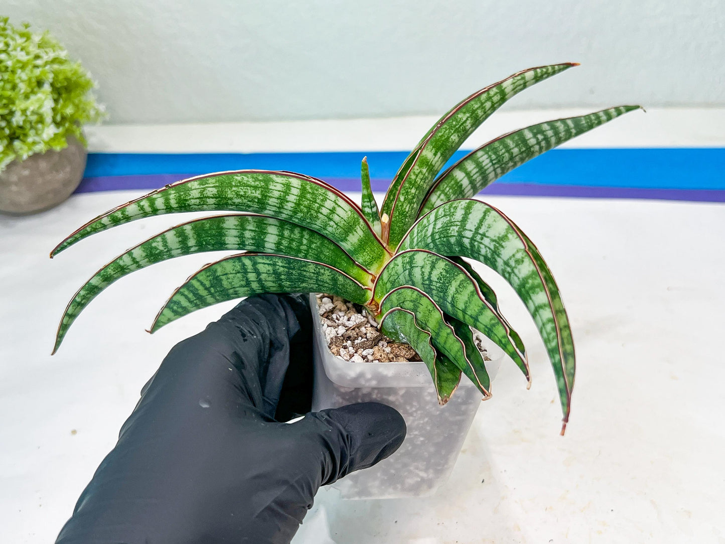 Sansevieria Lady Gaga (#Ba27) | Imported Plants