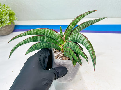 Sansevieria Lady Gaga (#Ba27) | Imported Plants