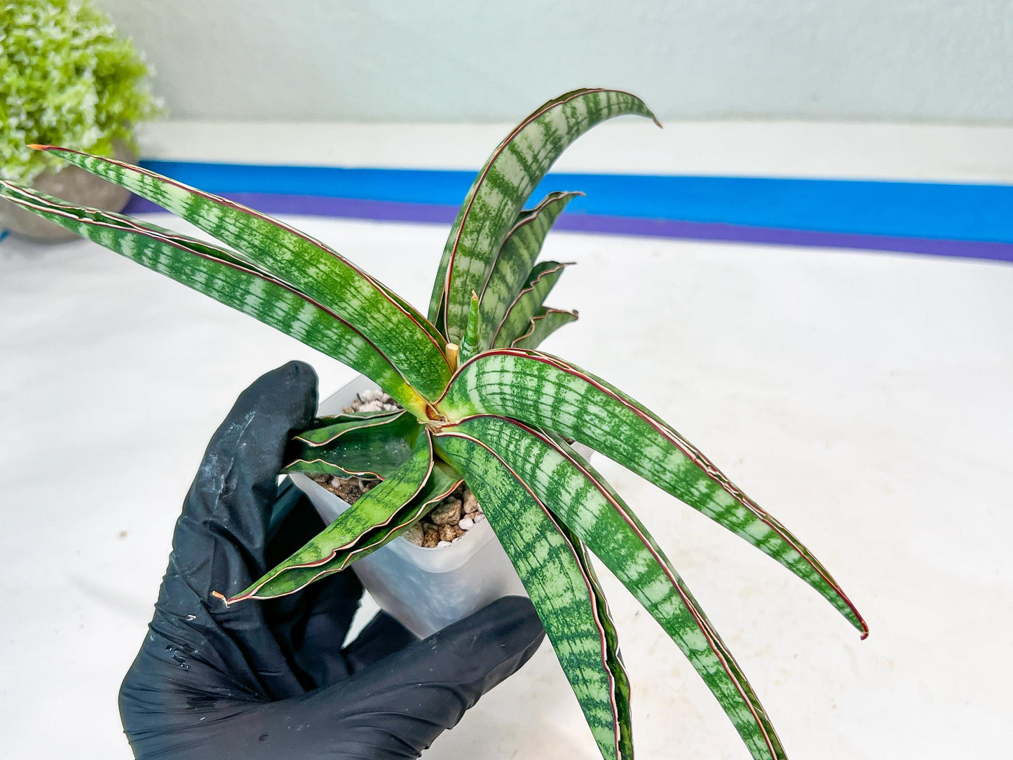 Sansevieria Lady Gaga (#Ba27) | Imported Plants