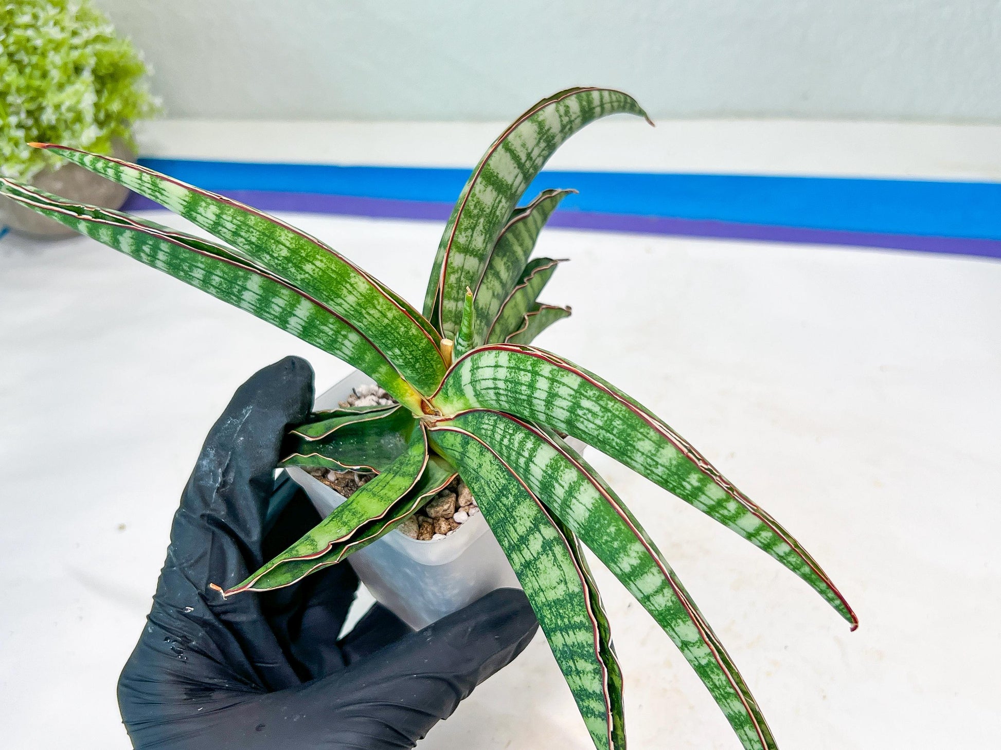 Sansevieria Lady Gaga (#Ba27) | Imported Plants