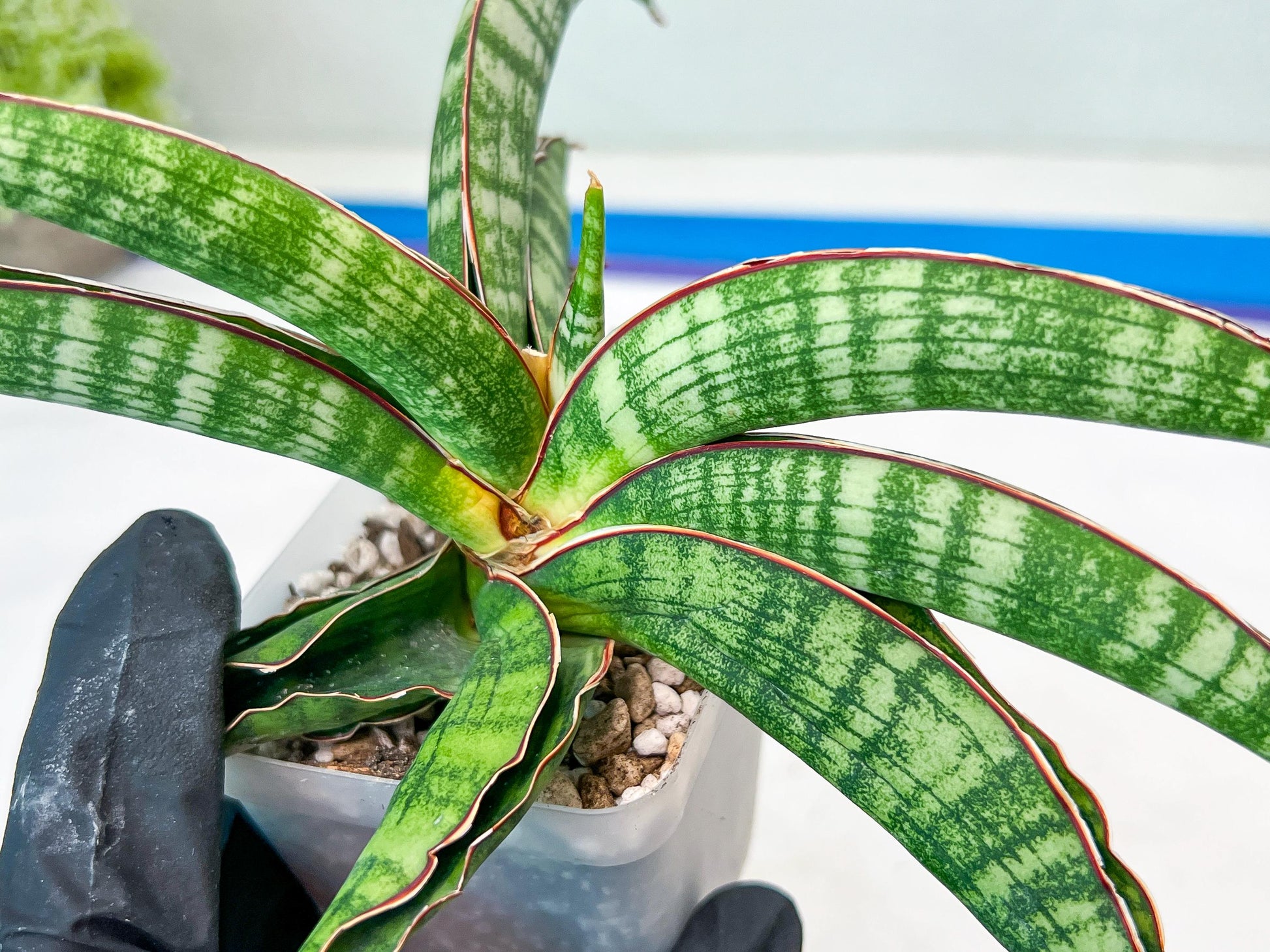 Sansevieria Lady Gaga (#Ba27) | Imported Plants