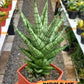 Sansevieria Tesya (#Ba12) | Imported Plants