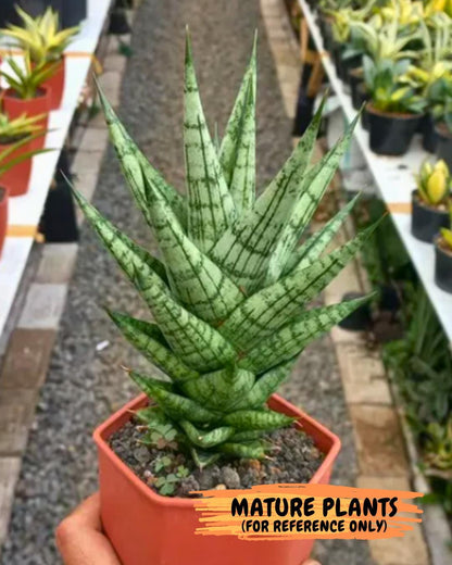 Sansevieria Tesya (Ha5) (4) | Imported