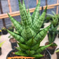 Sansevieria Tesya (#Ba12) | Imported Plants
