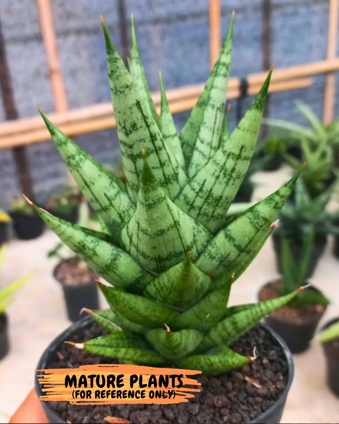 Sansevieria Tesya (Ha5) (4) | Imported
